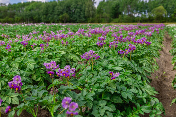 Close up purle flower of potato crop
