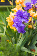 Fototapete bei efototapeten.de bestellen   