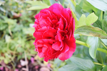 Fototapeta premium Side viewed of red peony flower blooming in spring season garden with green nature blurred background.