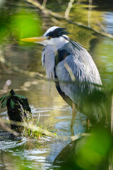Grey Heron.Ardea cinerea), Lagan River, Belfast, Northern Ireland, UK