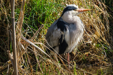 Grey Heron.Ardea cinerea), Lagan River, Belfast, Northern Ireland, UK