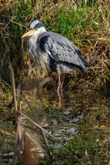 Grey Heron.Ardea cinerea), Lagan River, Belfast, Northern Ireland, UK