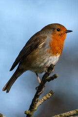  European Robin (Erithacus rubecula), Lagan River, Belfast, Northern Ireland, UK
