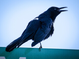 crow on a blue background