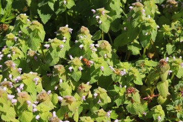 A bee hovering over small white flowers.