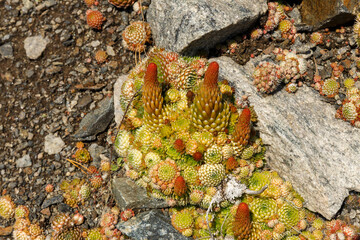 Orostachys spinosa. Wild plants on Lake Baikal.
