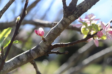 A fruit tree with pink and white flowers.