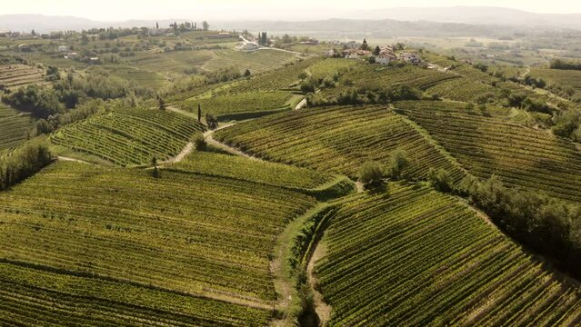 Vineyards on the hills in Goriska Brda, Tuscany like