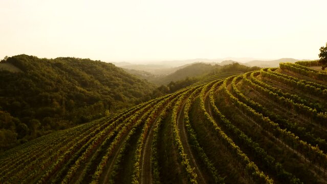 Aerial shot of vineyard on the hill at magic light, golden hour, terraces,Tuscany like in Goriska Brda