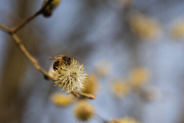 Weidenkätzchen mit Biene im Sonnenlicht