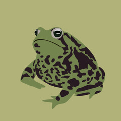 fat frog toad on a green background