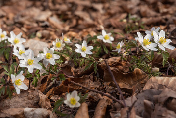 Buschwindröschen im Frühjahr im Wald