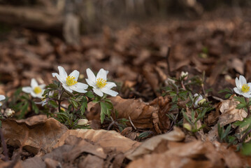 Buschwindröschen im Frühjahr im Wald