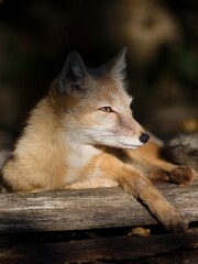 The Corsican fox (Vulpes corsac or Alopex corsac) is a small fox from the Canidae family and the genus Vulpes.