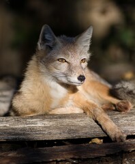 The Corsican fox (Vulpes corsac or Alopex corsac) is a small fox from the Canidae family and the genus Vulpes.