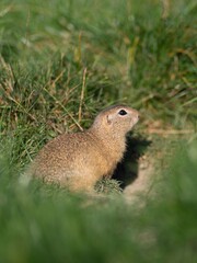 The ground squirrel (Spermophilus citellus) is a European representative of the genus Ground Squirrel. He is, like all other squirrels, a member of the order of rodents. 