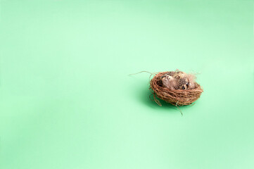 Easter eggs in a nest with chicken feathers on a green background. Easter holiday, colorful eggs, free space
