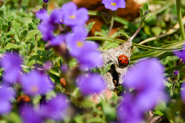ladybird on a flower