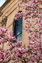 Fototapeta na wymiar Close up of magnolia tree with stunning pastel pink flowers. Photographed in Kensington, west London UK. 