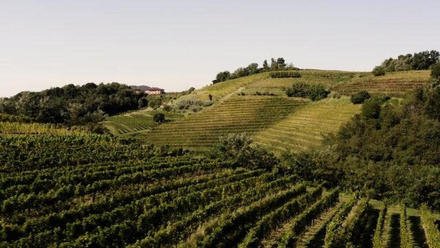 Vineyards on the hills in Goriska Brda, Tuscany like