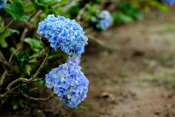 blue hydrangea garden