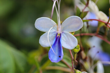 close up of a blue flower