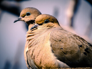 close up of doves
