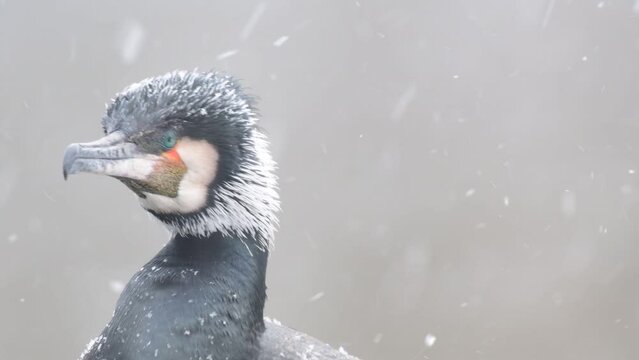 Cormorant, Phalacrocorax carbo. Cormorant in the habitat. Bird in winter, snow falls. The cormorant turns its head, looks around.