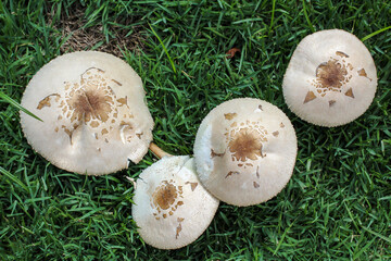 mushrooms on grass