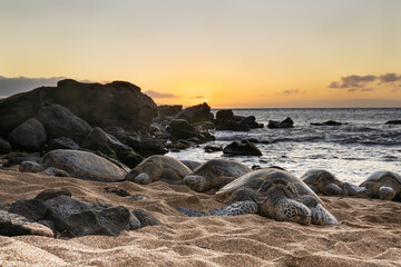 Hawaiian Green Sea Turtles (Honu) rest on a beach at sunset