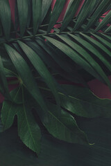 Obraz na płótnie Canvas Dark green tropical palm leaves lie on the ground. Copy space, top view, sand color, summer, tropic...