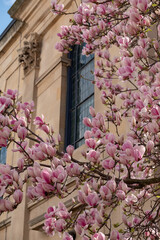 Fototapeta na wymiar Close up of magnolia tree with stunning pastel pink flowers. Photographed in Kensington, west London UK. 