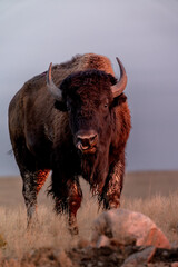 Bison at Sunset