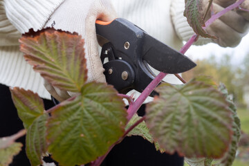 Gardener woman using a garden pruner cuts and rejuvenates a raspberry bush in an autumn garden for...
