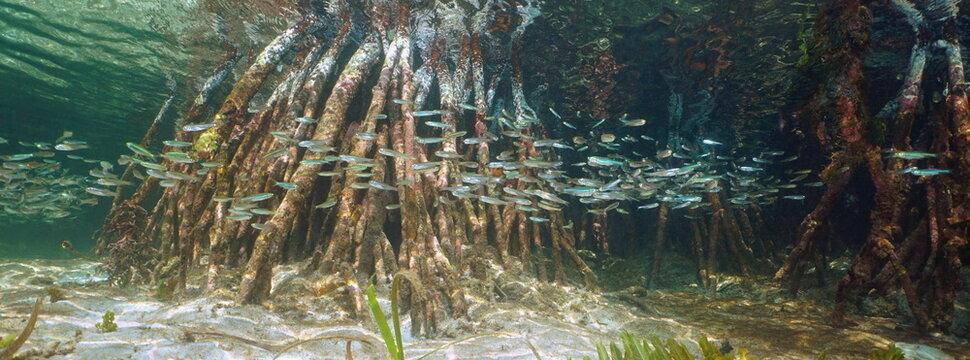 Mangrove tree roots with shoal of small fish underwater sea, Caribbean