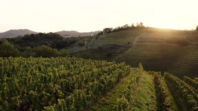 Vineyards at golden light on the hills in Goriska Brda