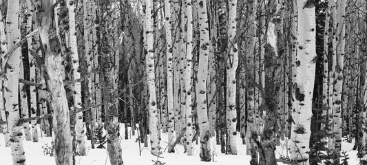 black and white aspen background