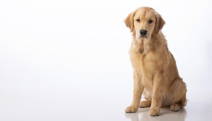 7 month old healthy pure bred golden retriever puppy dog. Portrait on seamless white background. 