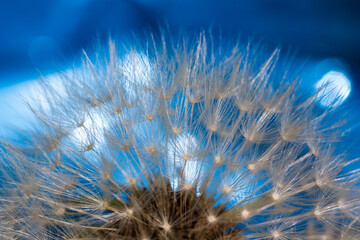 Obraz premium dandelion and blue