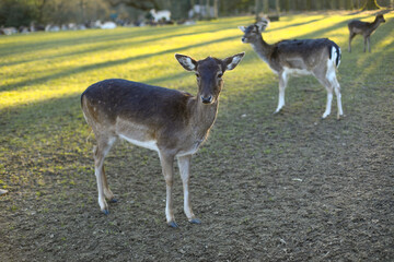 Roebuck - buck (Capreolus capreolus) Roe deer - goat
