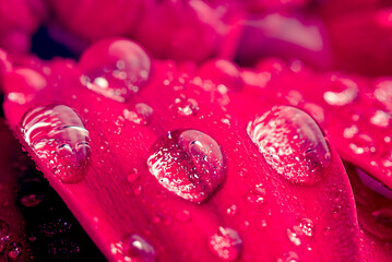 Water drops on red petals of a gerbera flower in a macro.