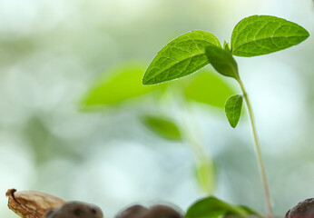 Sprouts macro shot. Green young plant sprouting from the ground sprouting and reaching for the sky. A symbol of nature's rebirth in spring. Ecology, nature concept. Selective focus and space for text.