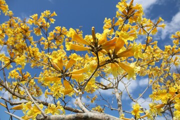yellow leaves against blue sky