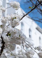 Close up of white cherry blossom growing on a cherry tree in the front garden of a house in Kensington, London UK.