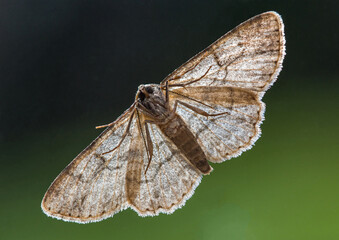 Closeup of the underside of a common gray moth in North Carolina. - obrazy, fototapety, plakaty