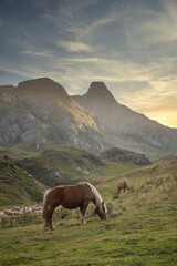 Fototapeta na wymiar two horses in semi-freedom grazing peacefully at sunset in a mountain landscape, Pyrenean pasture with the mountains in the background, copy space, vertical
