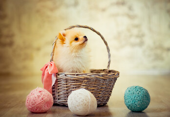 a small puppy of the Pomeranian breed, sitting in a basket, near which there are colored balls
