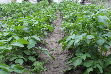 two even rows of greenery on the bed of the field. Farming growing vegetables vitamins ecology eco farming. Vegetable growing as they grow