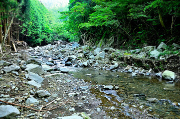 足柄山地の矢倉岳　山伏平ハイキングコース　渡渉する山道
