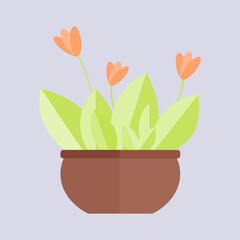 flower in the pot vector